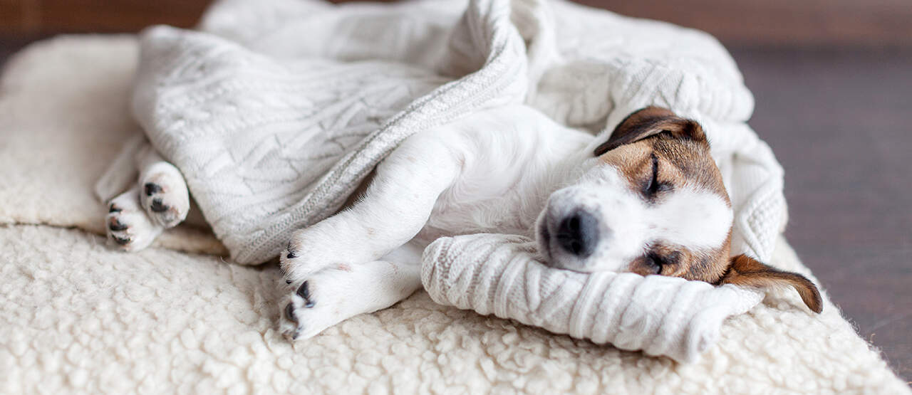 should you wake up a sleeping dog